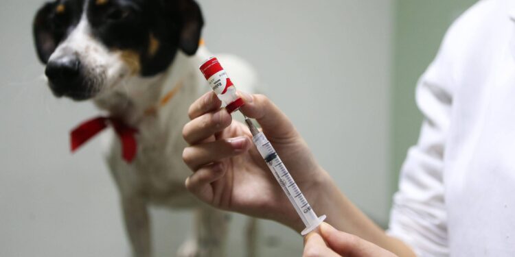 Selvíria realiza Dia “D” de vacinação contra a raiva em 27 de setembro