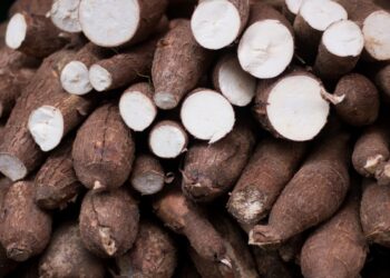 Inscrições abertas para curso gratuito de Processamento da Mandioca em Selvíria